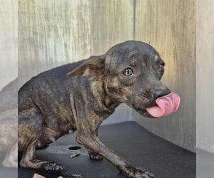 Mutt Dogs for adoption in San Antonio, TX, USA