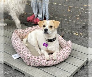 Beagle-Unknown Mix Dogs for adoption in Victorville, CA, USA