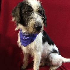 Bearded Collie-Unknown Mix Dogs for adoption in Barre, MA, USA