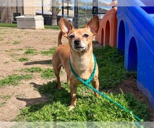Chihuahua Dogs for adoption in Orange, CA, USA