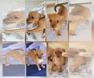 Chihuahua-Unknown Mix Dogs for adoption in New Castle, DE, USA