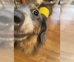 Dachshund Dogs for adoption in Lexington, SC, USA