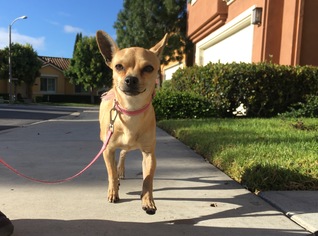 Medium Photo #1 Chihuahua-Unknown Mix Puppy For Sale in Redondo Beach, CA, USA