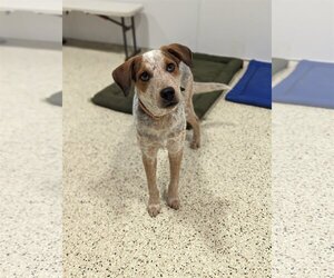 Mutt Dogs for adoption in Maple Grove, MN, USA