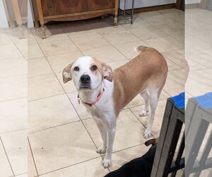 Great Pyrenees-Unknown Mix Dogs for adoption in Aurora, CO, USA