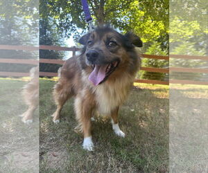 Mutt Dogs for adoption in Greenville, SC, USA
