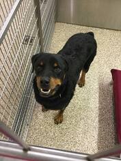 Rottweiler Dogs for adoption in Martinsburg, WV, USA