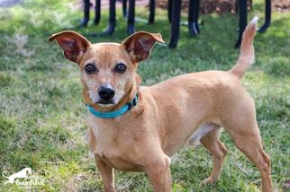 Chiweenie Dogs for adoption in Leonardtown, MD, USA