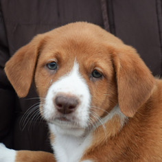 Labrador Retriever Dogs for adoption in Huntley, IL, USA