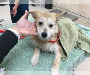 Mutt Dogs for adoption in Riverside, CA, USA