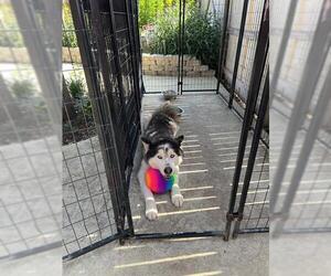 Huskies -Unknown Mix Dogs for adoption in San Antonio, TX, USA