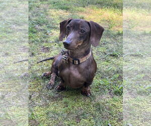 Medium Photo #8 Dachshund Puppy For Sale in Fruitland, SC, USA