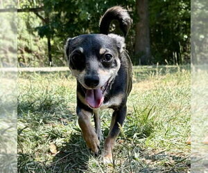 Chihuahua-Unknown Mix Dogs for adoption in Spring Lake, NC, USA