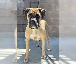 Boxer Dogs for adoption in Salinas, CA, USA