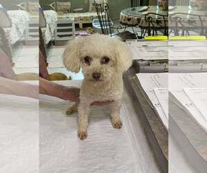 Poodle (Toy) Dogs for adoption in Benton, LA, USA