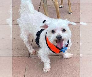 Maltese Dogs for adoption in Colorado Springs, CO, USA