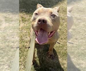 American Staffordshire Terrier Dogs for adoption in San Antonio, TX, USA