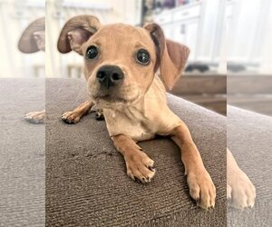 Chiweenie Dogs for adoption in Corona, CA, USA