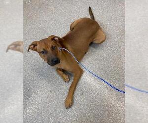 Black Mouth Cur Dogs for adoption in Oakhurst, NJ, USA