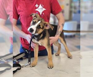 German Shepherd Dog-Unknown Mix Dogs for adoption in Baytown, TX, USA