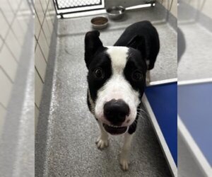 Border Collie-Unknown Mix Dogs for adoption in Pasadena, TX, USA