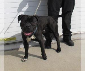 American Pit Bull Terrier Dogs for adoption in Louisville, KY, USA