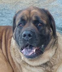 Mastiff Dogs for adoption in Potomac, MD, USA