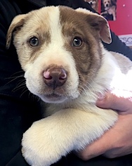 Australian Retriever Dogs for adoption in Mount Airy, NC, USA