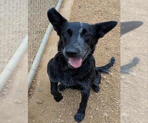 Labrador Retriever-Unknown Mix Dogs for adoption in Plano, TX, USA