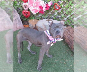 American Pit Bull Terrier-Unknown Mix Dogs for adoption in Oklahoma City, OK, USA
