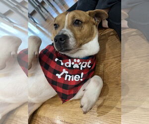 Mutt Dogs for adoption in Plainfield, IL, USA