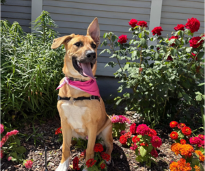 German Shepherd Dog-Unknown Mix Dogs for adoption in Seattle, WA, USA