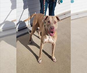 Staffordshire Bull Terrier-Unknown Mix Dogs for adoption in Louisville, KY, USA