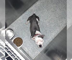 American Pit Bull Terrier Dogs for adoption in Long Beach, CA, USA