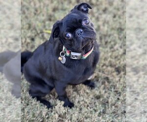 Pug Dogs for adoption in Phoenix, AZ, USA
