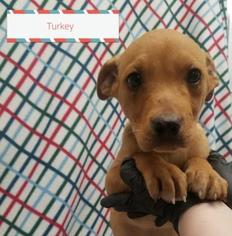 Medium Photo #1 Labrottie Puppy For Sale in Mission, KS, USA