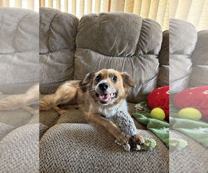 Mutt Dogs for adoption in Evansville, IN, USA