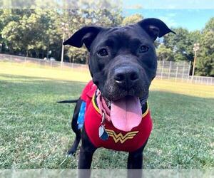 American Staffordshire Terrier-Unknown Mix Dogs for adoption in Raleigh, NC, USA