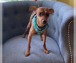 Miniature Pinscher Dogs for adoption in St. Louis Park, MN, USA