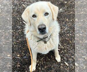 Great Pyrenees Dogs for adoption in Placerville, CA, USA
