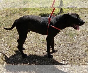 American Pit Bull Terrier-Labrador Retriever Mix Dogs for adoption in Melrose, FL, USA
