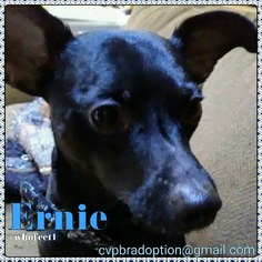 Miniature Pinscher Dogs for adoption in Waterloo, IA, USA