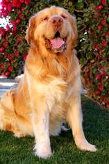 Medium Photo #1 French Mastiff-Golden Retriever Mix Puppy For Sale in Glendale , AZ, USA