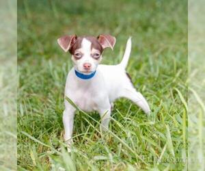 Jack Chi Dogs for adoption in Cumming, GA, USA