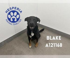 German Shepherd Dog-Unknown Mix Dogs for adoption in HESPERIA, CA, USA