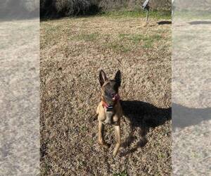 Mutt Dogs for adoption in Imlay City, MI, USA