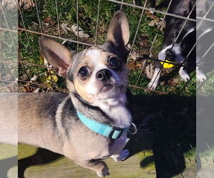 Medium Photo #1 Chihuahua-Unknown Mix Puppy For Sale in FAIRLAWN, OH, USA