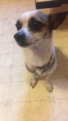 Rat-Cha Dogs for adoption in Belleuve, NE, USA