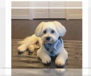 Havanese-Unknown Mix Dogs for adoption in Katy, TX, USA