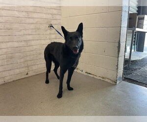 German Shepherd Dog Dogs for adoption in San Bernardino, CA, USA